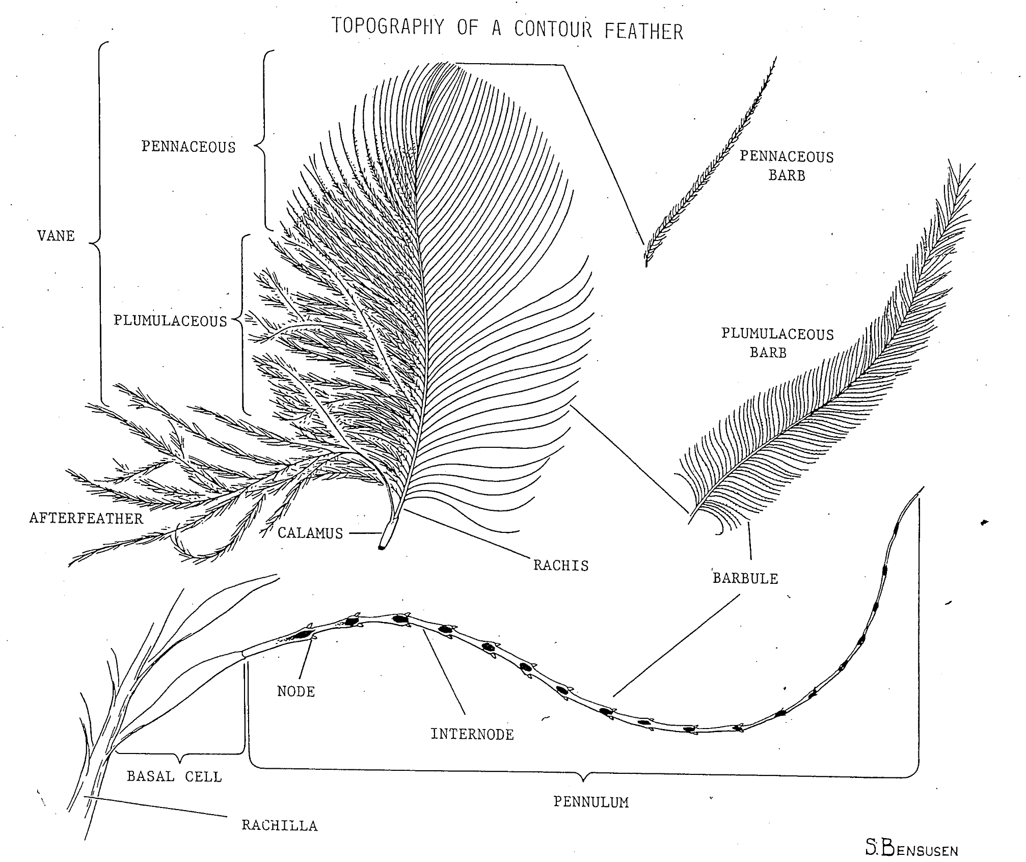 <p>rachis - shaft of the feather</p><p>calamus - root portion of the feather</p><p>quill - some feathers don’t have a large shaft (rachis)</p><p>quill point - the point that the fiber feathers meet</p><p>down feather - has no shaft</p><p>barbs - coming off of the main shaft</p><p>barbules - coming off of the barbs</p><p>nodes - these are on barbs</p><p>specialized nodes - indicates what type of species a bird is, they have a certain shape and characteristic, or location to them to help with identification</p>