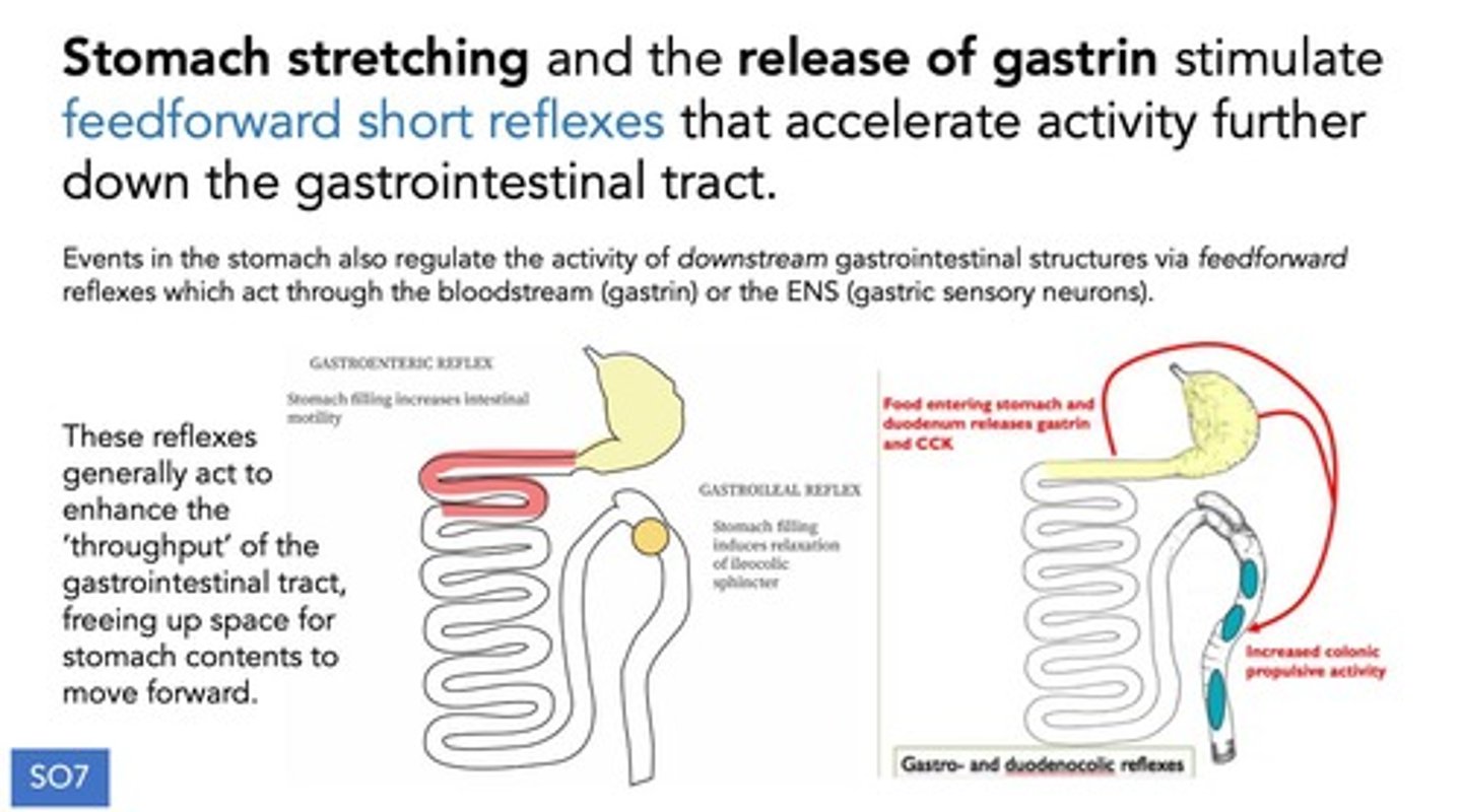<p>A reflex triggered by sensors in the stomach that acts on a more distal principal organ.</p>