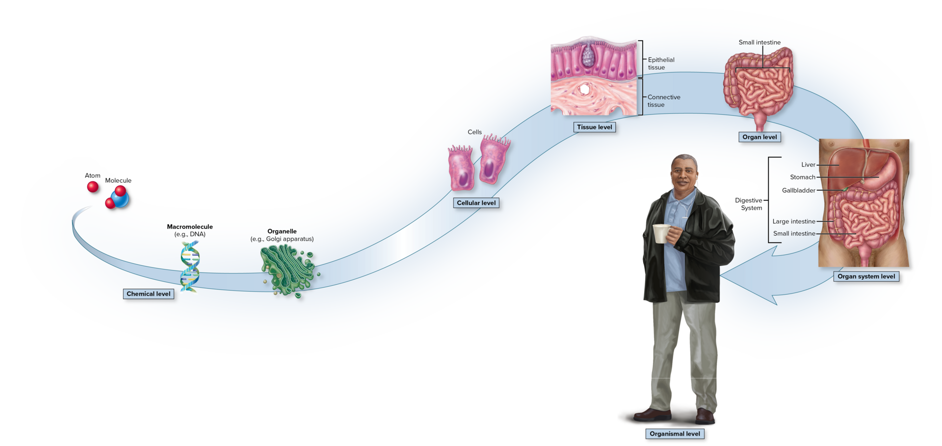 <p>Levels of organization from simplest to most complex</p>