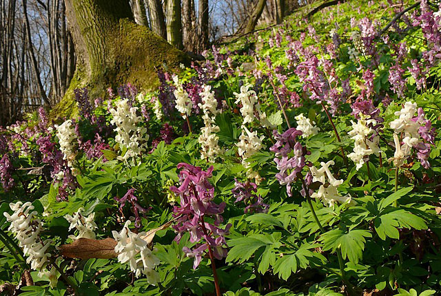 <p>dymnivka dutá </p>