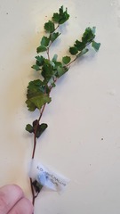 Spiraea trilobata
