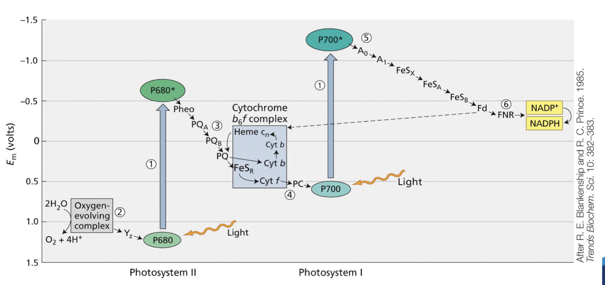 <p><strong>It represents the series of electron flow through PSII and PSI,</strong> resulting in:</p><ul><li><p><strong>Photolysis of H<sub>2</sub>O to produce O<sub>2</sub> and H+ </strong></p></li><li><p><strong>Production of NADH and ATP through the electron transport chain.</strong> </p></li></ul><p></p>
