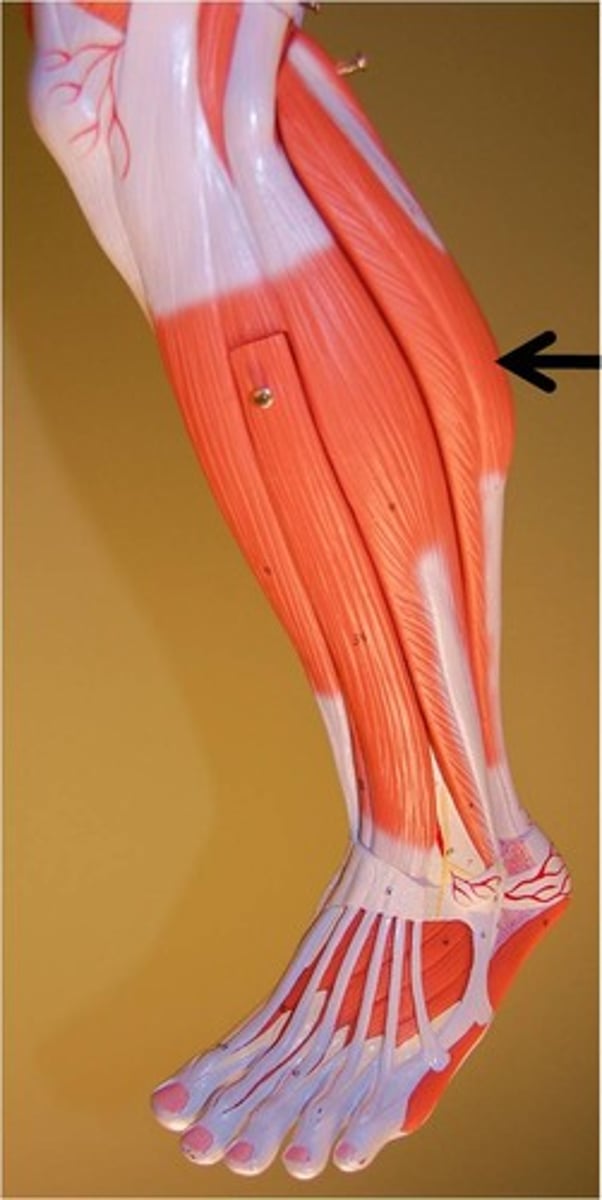 <p>flexes foot and knee, jumping, running, walking</p>
