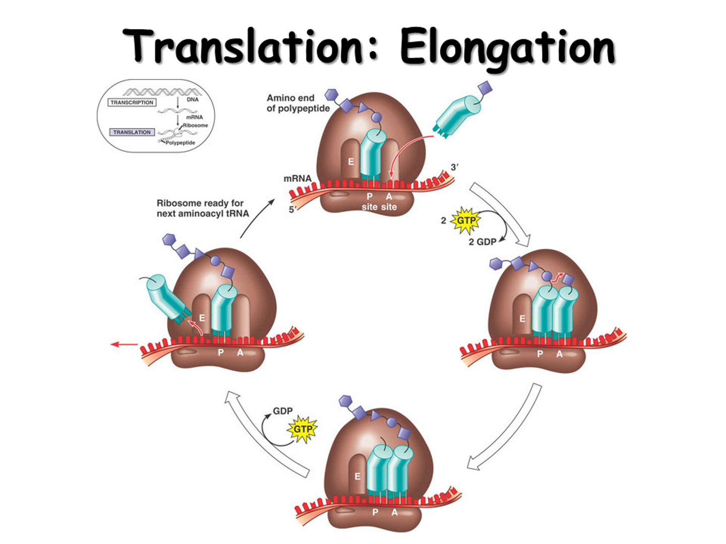 <ol type="1"><li><p><span>First tRNA (methionine in in P-site)</span></p></li><li><p><span>Charged tRNA enters A site with elongation factor + GTP.</span></p></li><li><p><span>If codon-anticodon match → GTP hydrolyzed to release energy and lock in that tRNA</span></p></li><li><p><span><strong>Peptidyl transferase</strong> (rRNA enzymatic function) forms peptide bond between amino acids in P site with new amino acid in A site</span></p></li><li><p><span>Polypeptide chain transfers to tRNA in A site.</span></p></li><li><p><span>Ribosome translocate (using GTP molecule)</span></p><ul><li><p><span>Empty tRNA in P → E site (exits).</span></p></li><li><p><span>tRNA in A (with growing chain) → P site.</span></p></li><li><p><span>New codon now exposed in A site for next tRNA to enter</span></p></li></ul></li></ol><p></p>