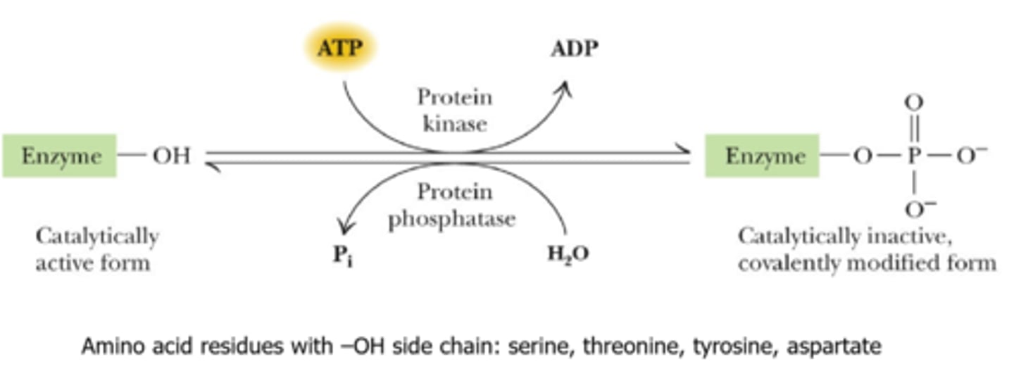 <p>Phosphorylation</p><p>also, the enzymes that introduce these modifications can themselves be regulated</p>