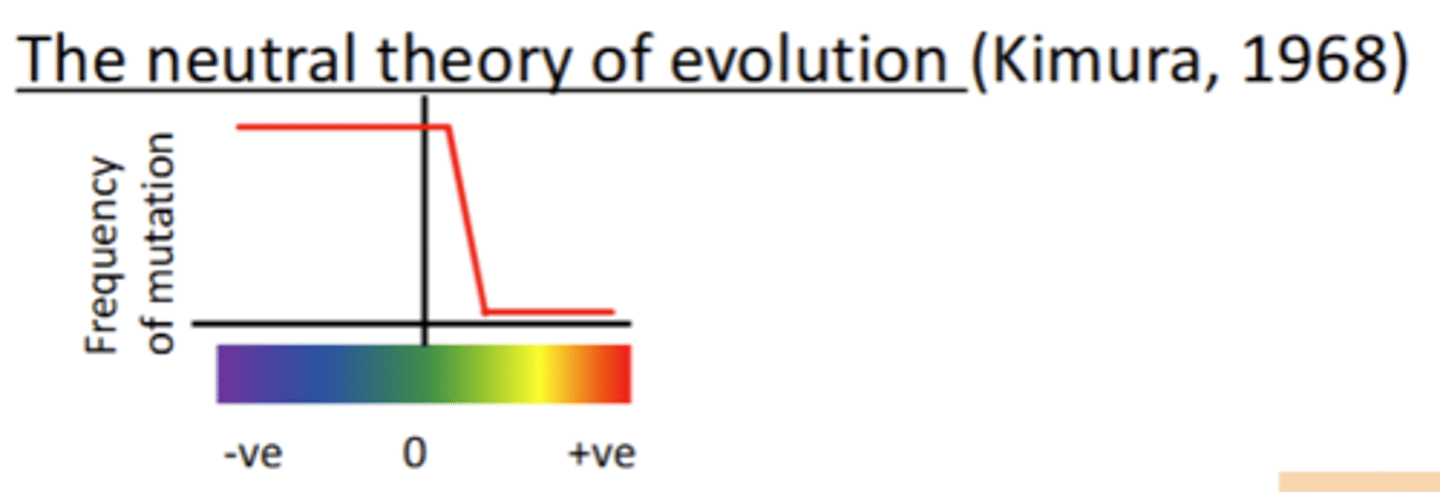 <p>said:</p><p>- Positive selection is probably rare</p><p>- Negative mutations are removed by natural selection</p><p>- Molecular evolution is governed primarily by drift</p>