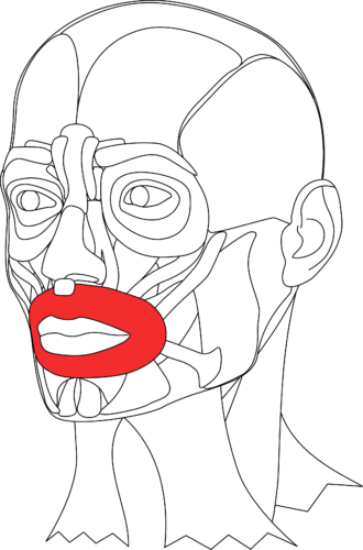 <p>circular muscle around the mouth</p>