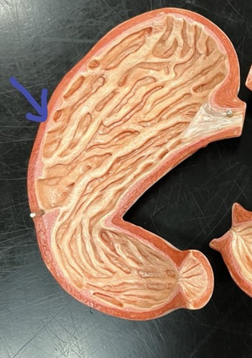 <p>convex lateral surface of stomach</p>