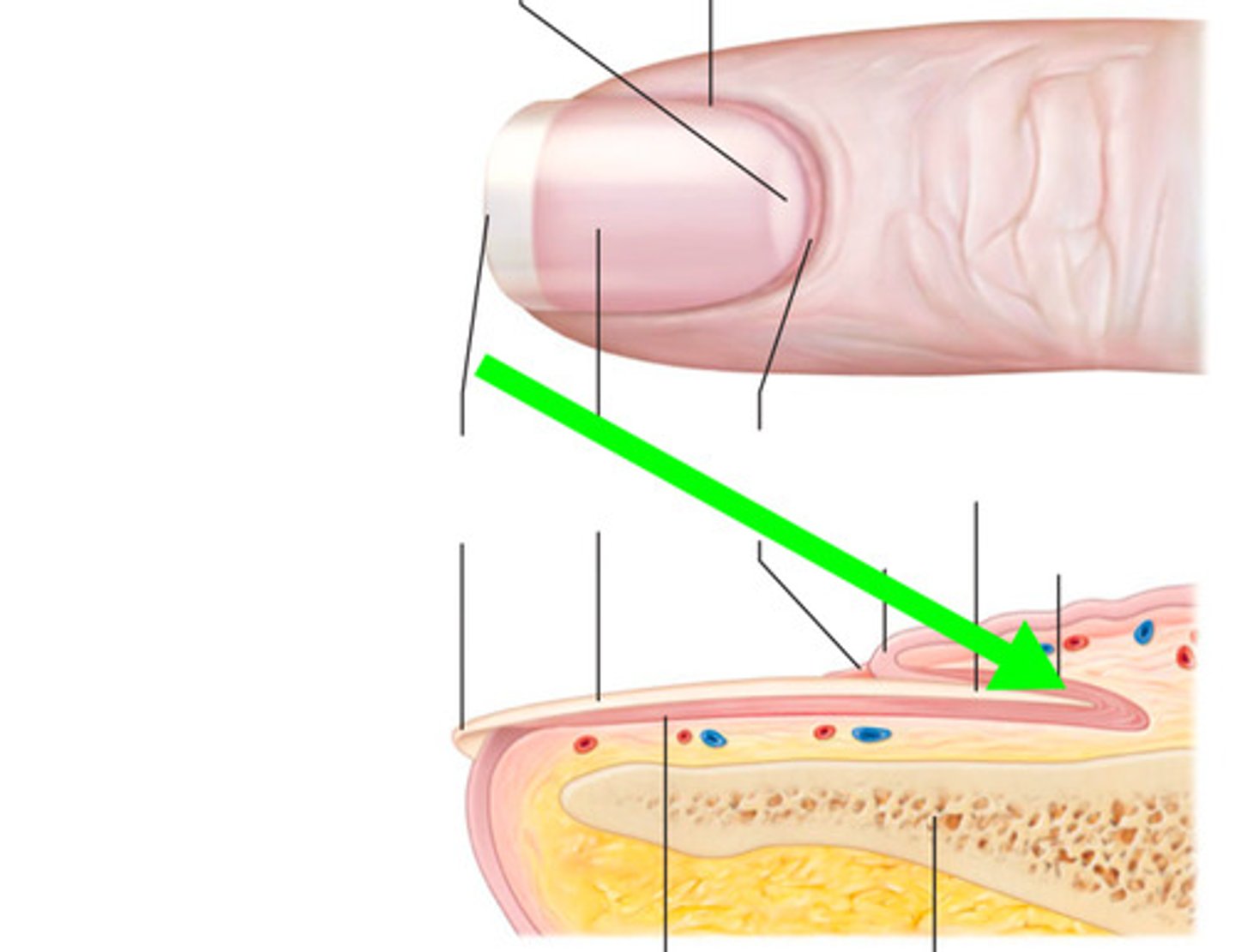 <p>the part of the nail beneath the body and root from which the nail is produced</p>