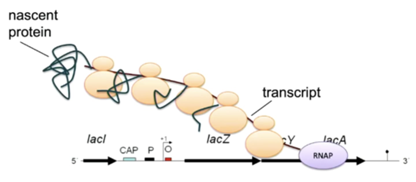 <p>as RNA is being transcribed from bacterial DNA, RNA is covered with ribosomes that bind to the RNA and start translating the proteins; transcription and translation happen at the SAME time</p>