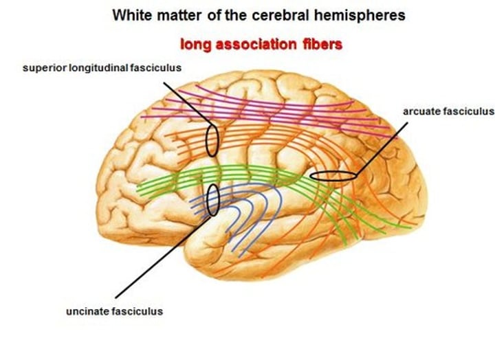 <p>It <strong>connects areas of the <u>same</u> hemisphere</strong></p>