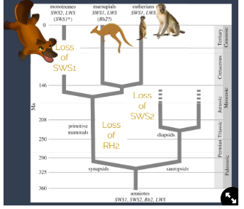 <ul><li><p>all 4 types of opsins were present in the amniote ancestor:</p><ul><li><p>synapsids lost RH2, sauropsids did not lose any</p></li><li><p>monotremes lost SWS1</p></li><li><p>marsupials lost SWS2</p><p>→ there was a <strong>convergent loss of colour vision in different taxonomic groups</strong>, suggesting the common ancestor had both these opsins</p></li></ul><p><strong>→ basic mammals were dichromatic as they were nocturnal</strong></p></li></ul>