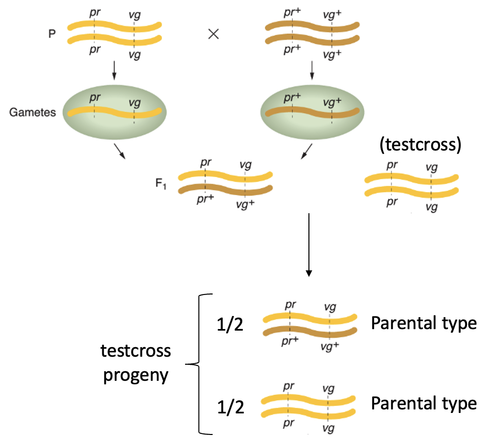 <p>Two types of progeny: parents genotypes in equal proportions. </p>