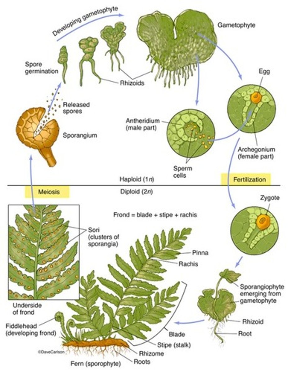 <p>water is necessary for fertilization, sporophyte is dominant, 1 type of spore produced (homospory), meiosis occurs in the sporangium, spores are released, gametophyte not dependent on sporophyte and vice versa for nutrients</p>