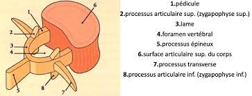 <ul><li><p>arc antérieur = corps vertébral</p></li><li><p>arc postérieur = processus (épineux/transverse)</p></li><li><p>contenu neurologique = ME → situé dans le foramen vertébral (canal entre arc ant/post)</p></li><li><p>processus épineux à la réunion des 2 lames</p></li><li><p>processus transverse à la jonction entre pédicules/lames</p></li></ul>