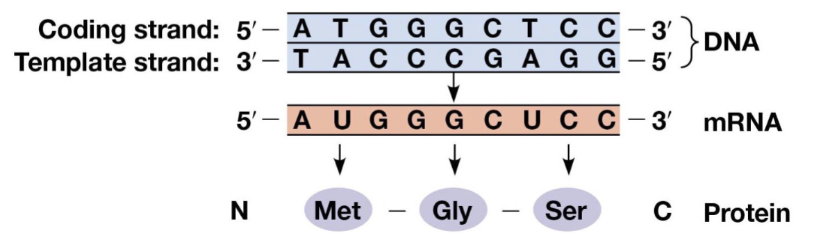 <p>RNA triplets, read and written in a 5’ to 3’ manner</p>