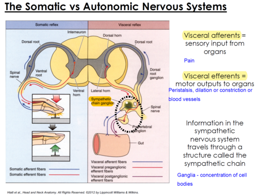 <p>motor inputs to organs e.g. Peristalsis, dilation or constriction or blood vessels</p>