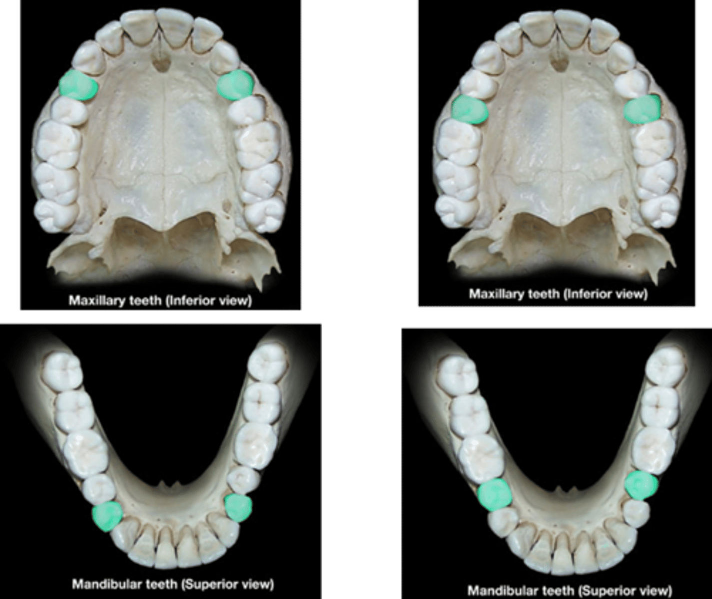 <p>What type of teeth are these which are also known as bicuspids?</p>