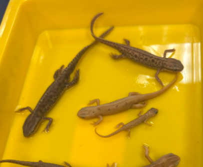 <p>Family: Salimandridae</p><p>many choices when it comes to lifestyle</p>