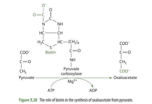 <p>pyruvate —&gt; OAA&nbsp;</p><p><strong>enzyme</strong>: pyruvate carboxylase (biotin is coenzyme)</p><p><strong>co-substrate: </strong>Mg2+ and ATP&nbsp;</p><p><strong>role</strong>: biotin donates CO2</p>