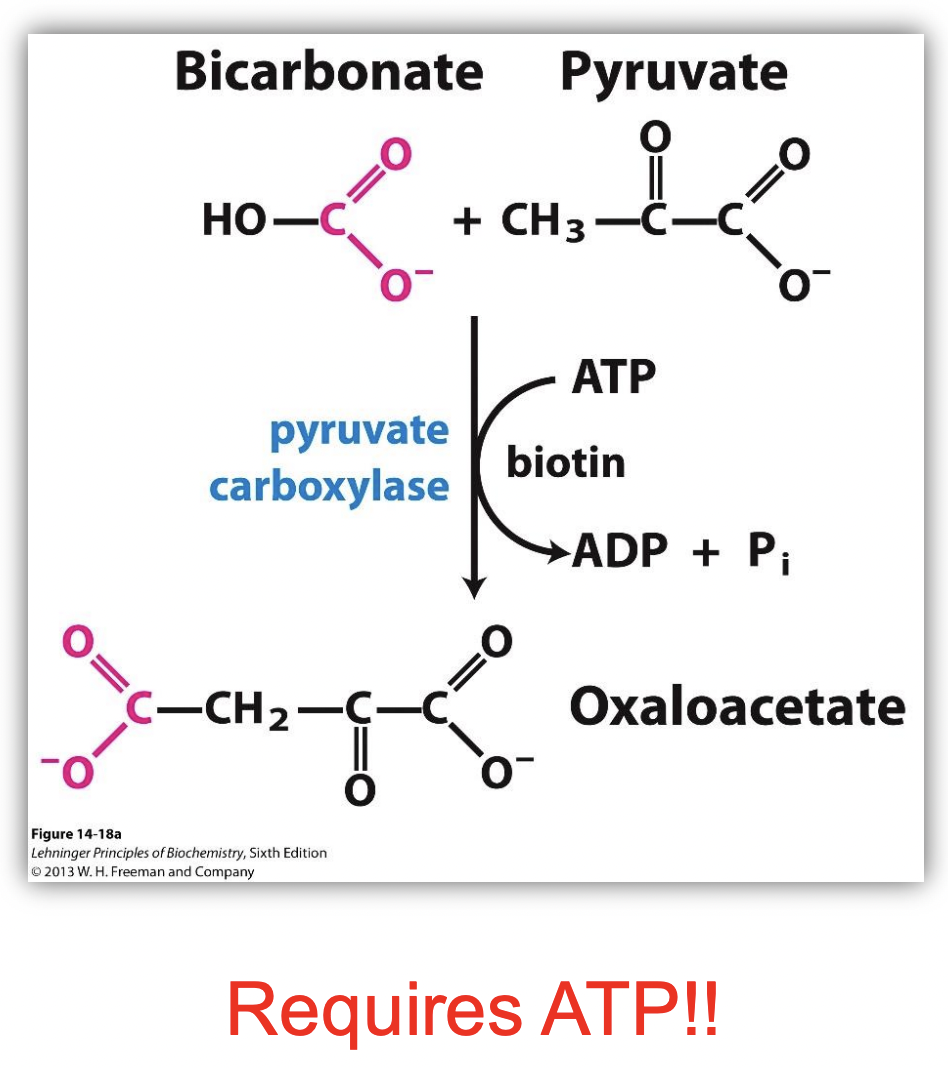 <p>GLUCONEOGENESIS STEP 1: involves…</p>