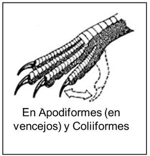 <p>para colgarse, Todos los dedos al frente</p>