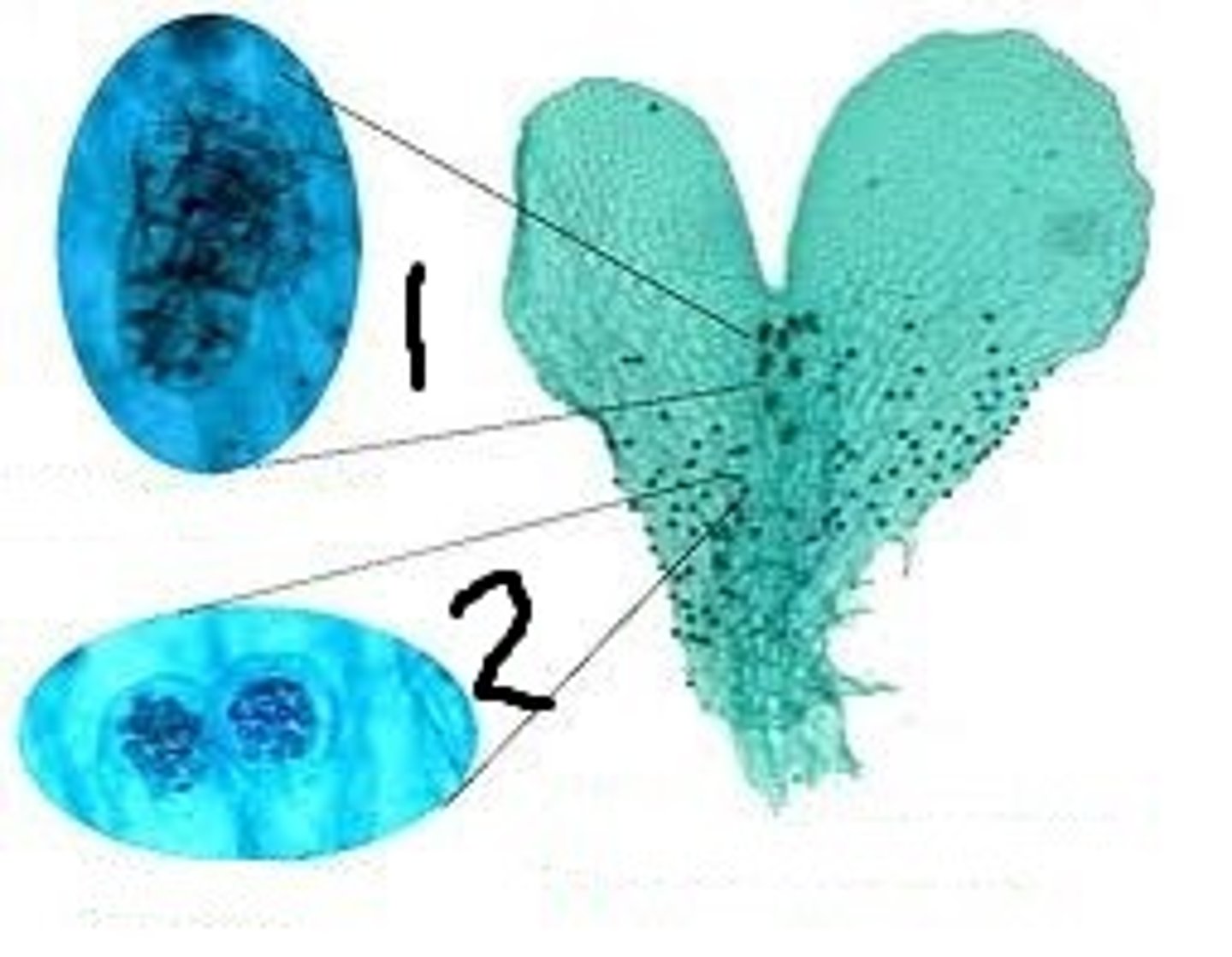 <p>what structure of he prothallus is pointed in number 1</p>