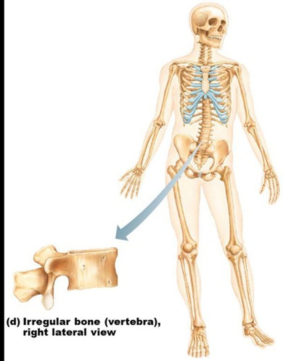 <p>Have irregular shapes and do not fit into other bone classification categories.</p>