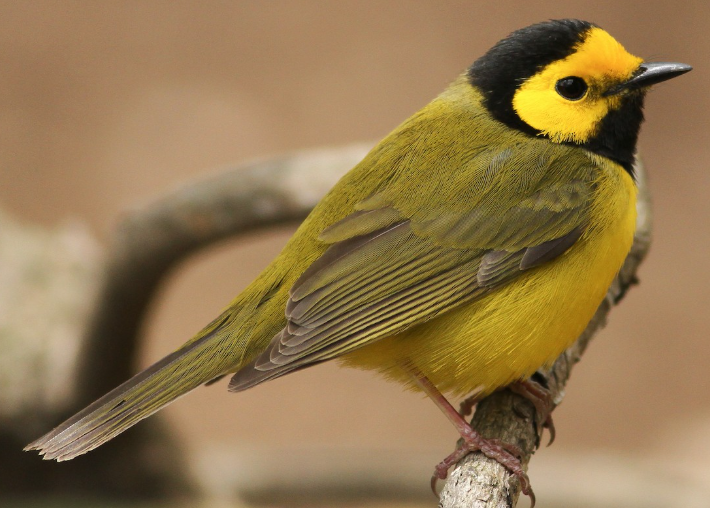 <p>What bird is this? </p>