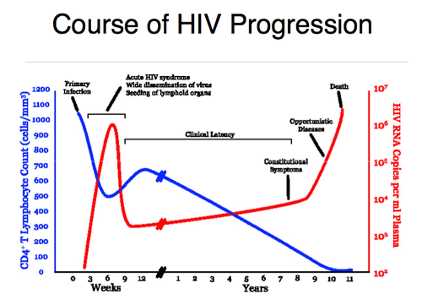 <p>The CD4+ T-cell count. As the count drops (especially below 200 cells/mm³), the patient moves from the latent phase to AIDS, becoming vulnerable to opportunistic infections.</p>