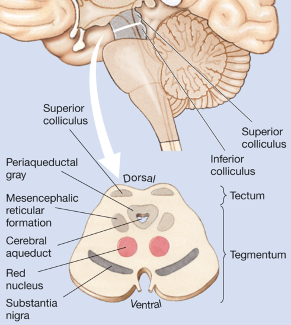 <p>The division of the brain considered the midbrain that contains the tectum and tegmentum. </p>