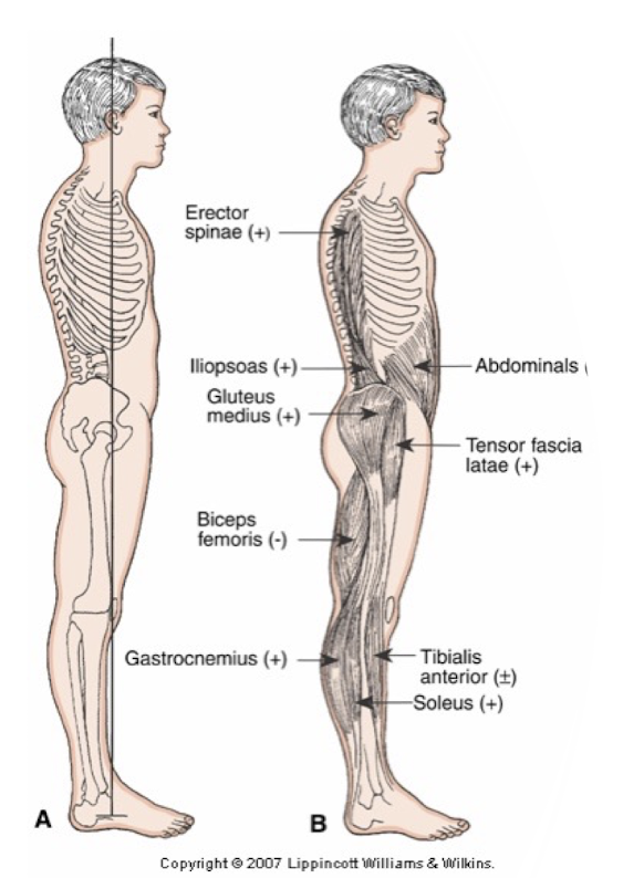 <ul><li><p>Between mastoid </p></li><li><p>A point just in front of shoulder joints </p></li><li><p>Hip joints or just behind </p></li><li><p>Point just in front of center of knee joints </p></li><li><p>Point just in front of ankle joints </p></li></ul><p></p>
