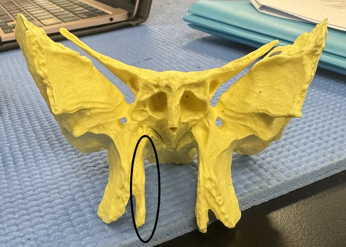 knowt flashcard image