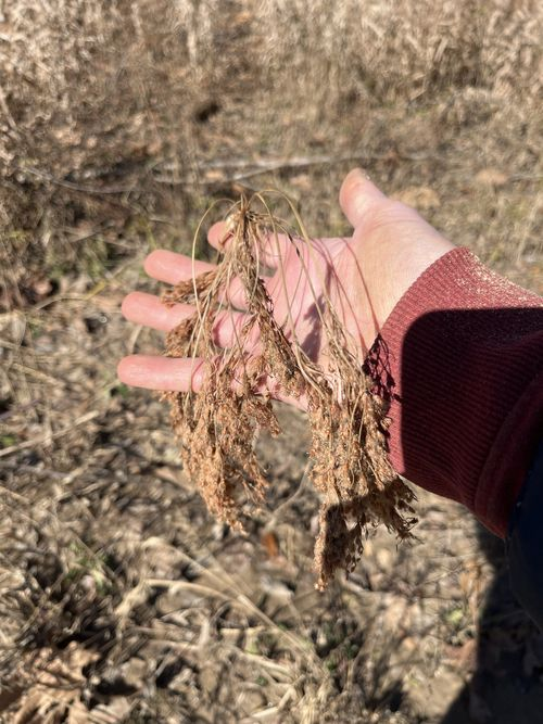 <p>multiple drooping infructescences, clumping habit, long peduncles, wooly appearance to flowers</p>