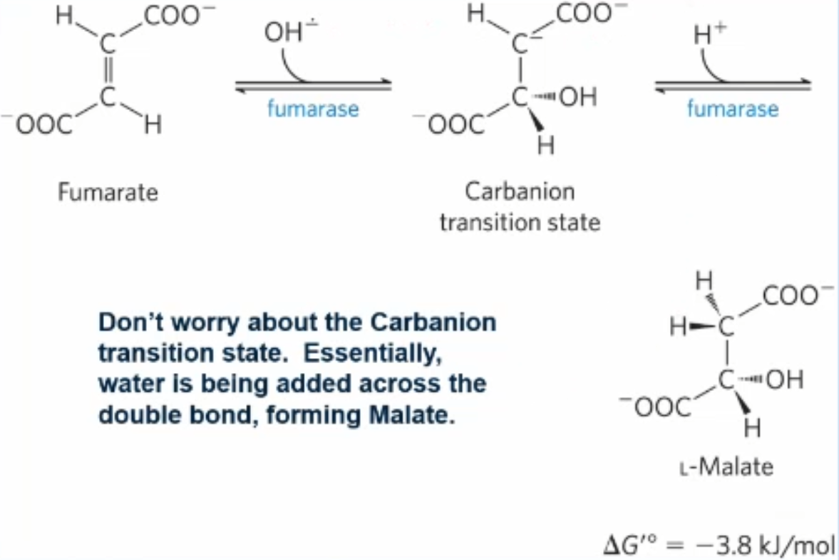 <p>fumarate adds water across the double bond of fumarate, forming L- malate (sterochem is important)</p>