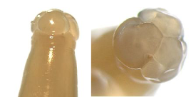 <p>Parascaris Equorum</p><p>SI, liver, lungs</p><p>Fenbenzadole</p>