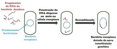 <p><span>Processo em que a bactéria absorve DNA do ambiente, geralmente de bactérias mortas, e incorpora ao seu próprio DNA</span></p>