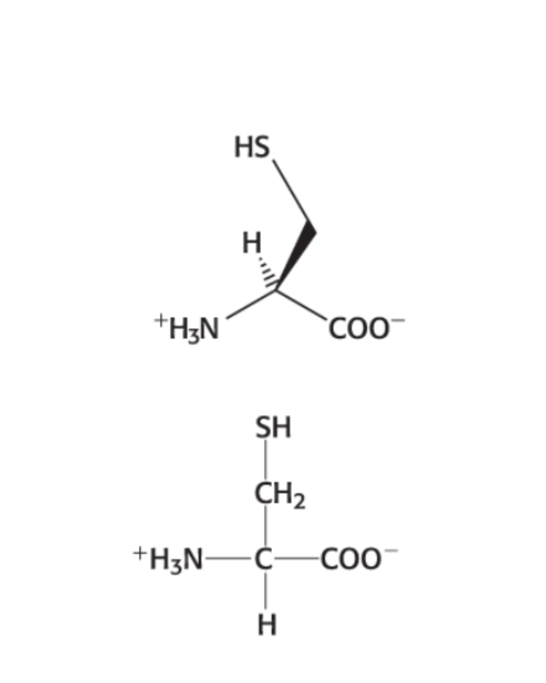<p>HYDROPHILIC: Hydrogen sulfur group</p>