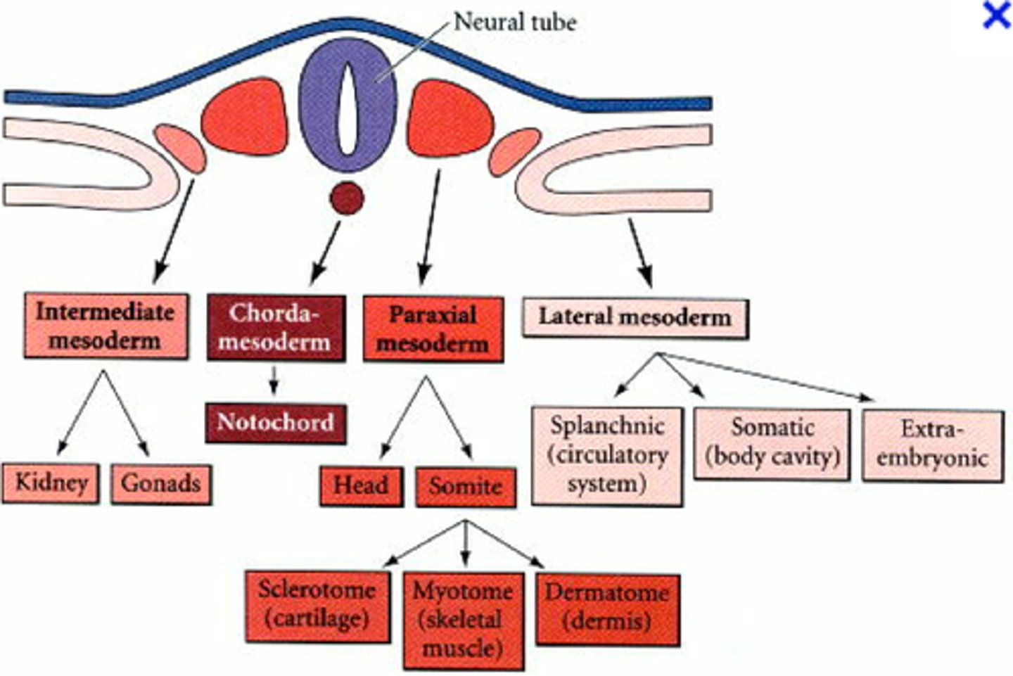 <p>notochord: only present during early development</p>