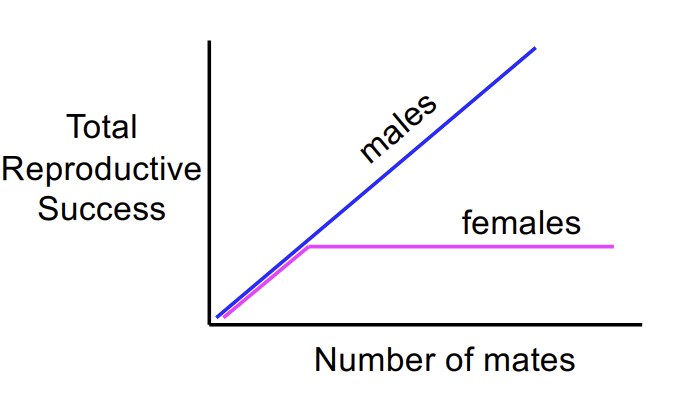 <p>Males are limited by the number of mates, females by their fecundity (ability to produce and care for young).</p>