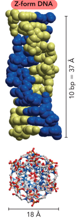<ul><li><p>Most narrow</p></li><li><p>Left-handed</p></li><li><p>Compacted form of DNA</p></li><li><p>It is elongated</p></li><li><p>No major or minor grooves</p></li></ul><p></p>