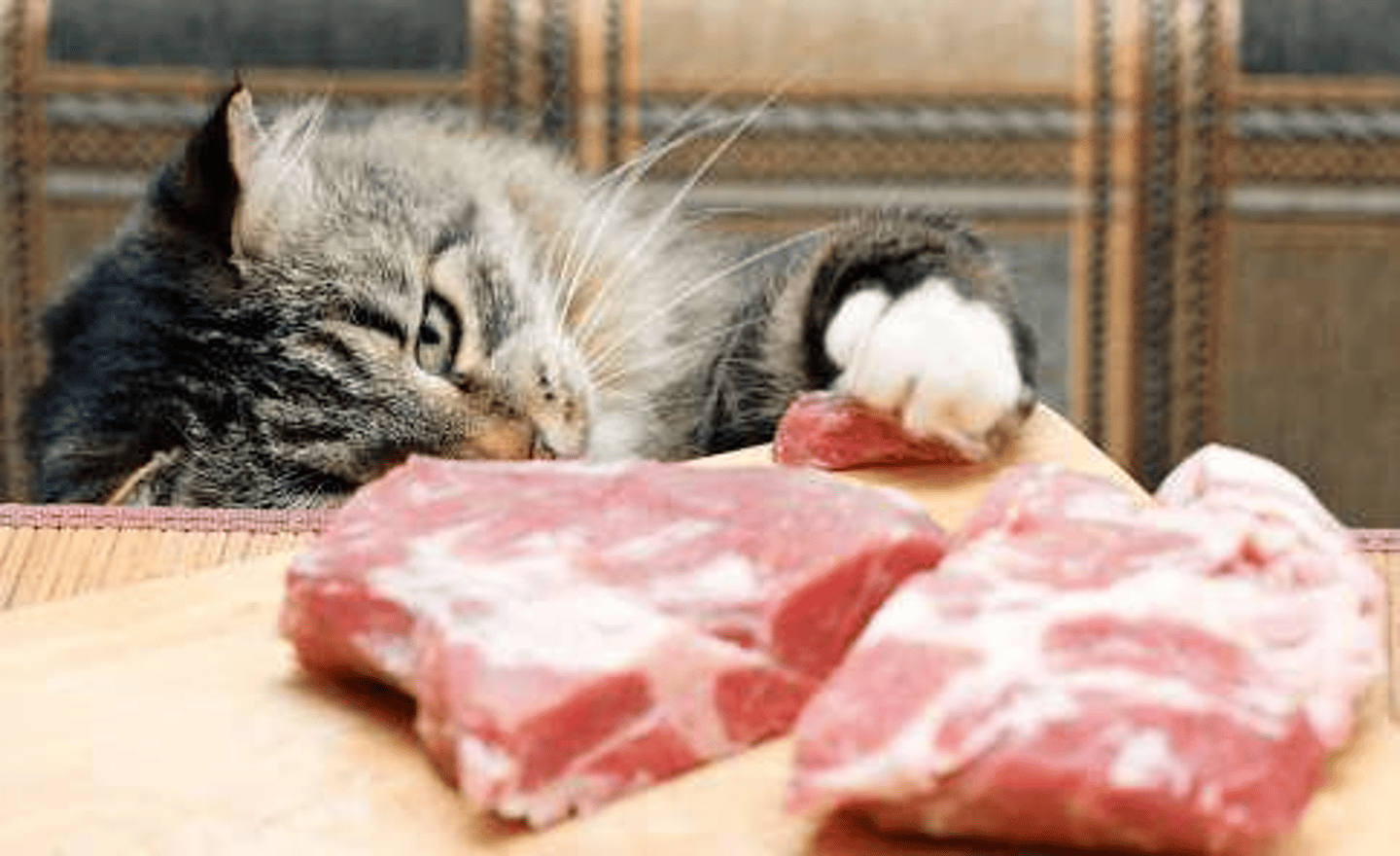 <p>Cats are classified as carnivores, meaning their primary energy source is protein.</p>