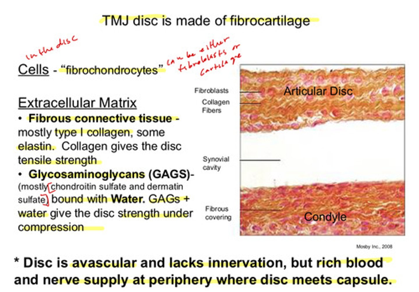 <p>made of fibrocartilage; fibrochondrocytes are found in the disc —&gt; these are capable of acting either as fibroblasts or chondrocytes</p>