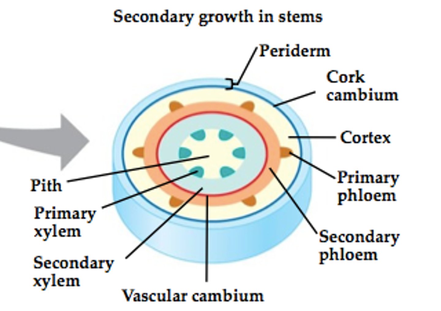 <p>original pith</p><p>primary xylem</p><p>secondary xylem</p>