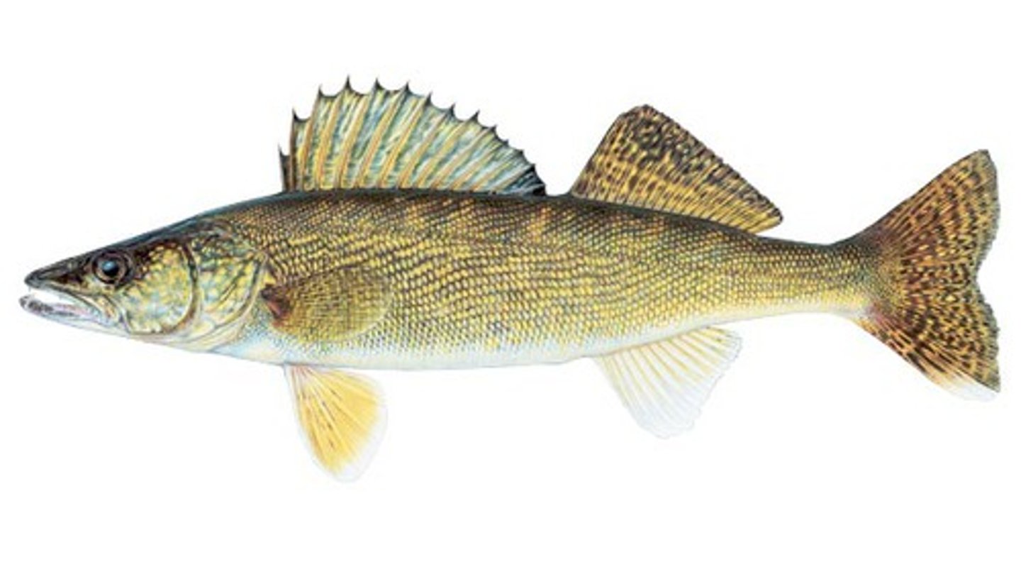 <p>huge mouth, opaque silver eyes, soft/spiny dorsal fins not connected</p>