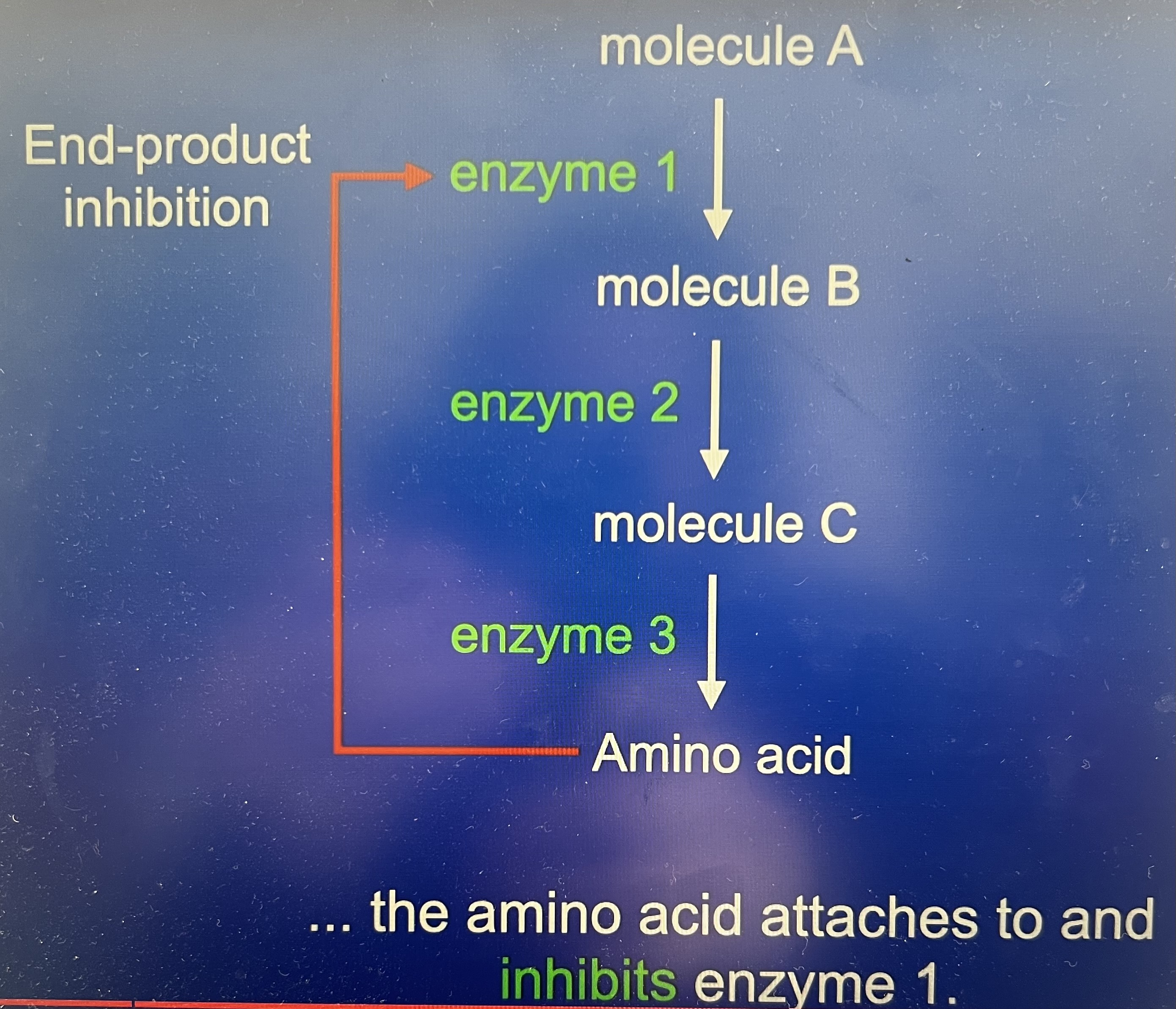 <p>The final products in the pathway inhibits an early stage enzyme. Effect of this is to reduce rate of metabolic pathway. If the amino acid attaches to an inhibits enzyme one because this is so early on in the pathway the rate of the whole pathway is reduced</p>