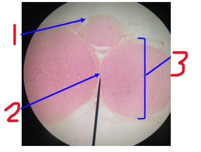<p><span>What is this a cross section of?</span></p>
