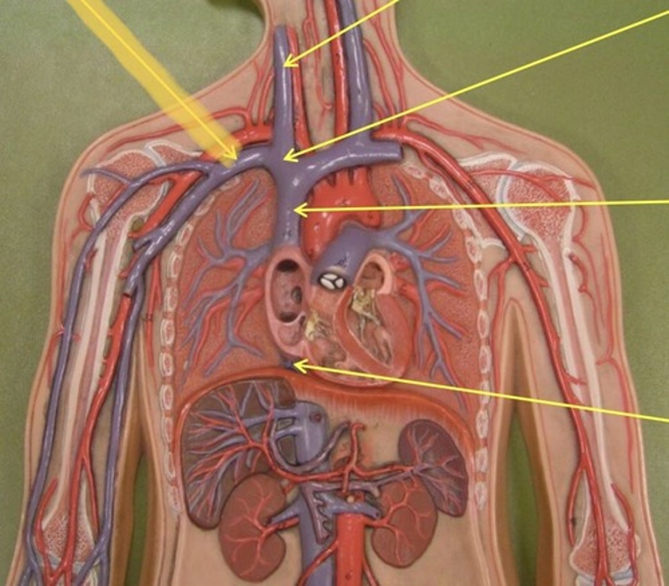 knowt flashcard image