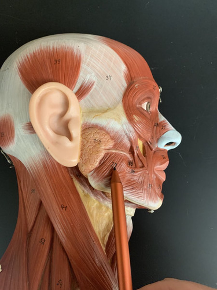 <p>Origin: zygomatic arch</p><p>Insertion: angle of mandible</p><p>Action: elevates &amp; protracts mandible</p><p></p>