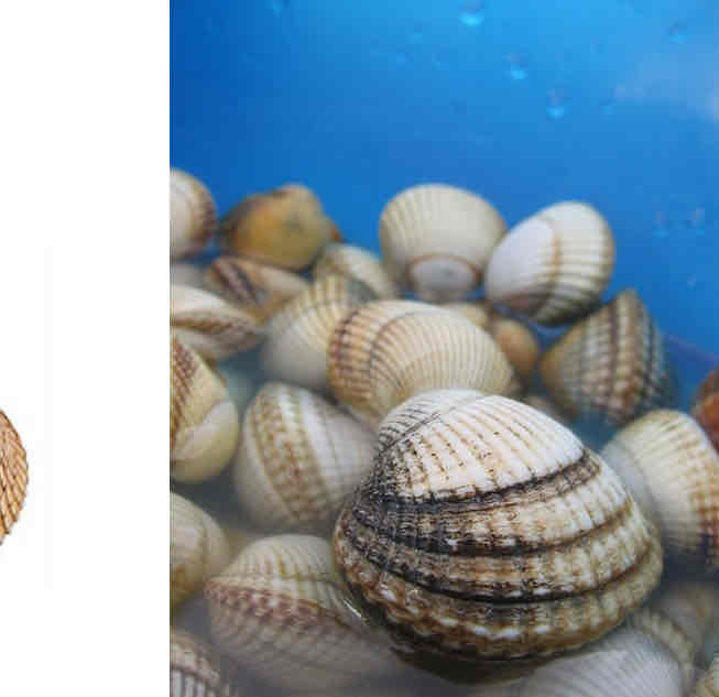 <p>What class are cockles</p>